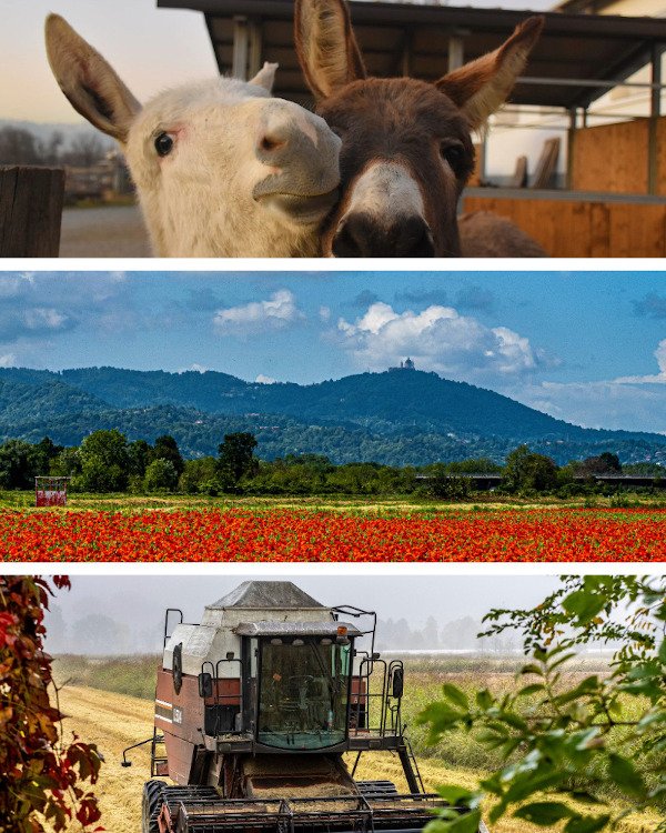 risi-e-fattoria-didattica.jpeg